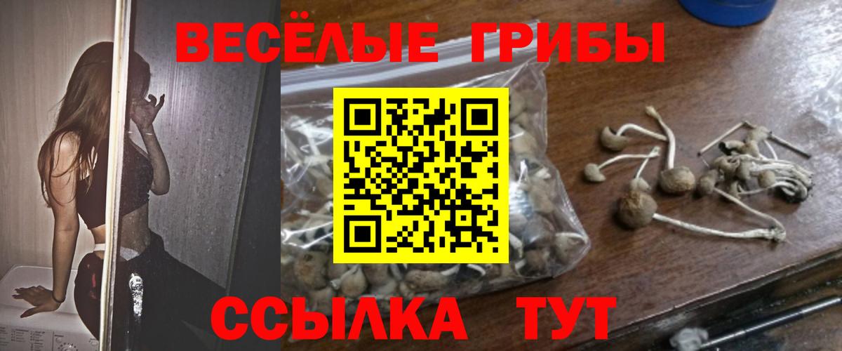 Псилоцибиновые грибы мицелий Грозный
